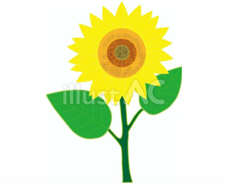 ひまわりのイラスト